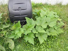 compostbin.jpg