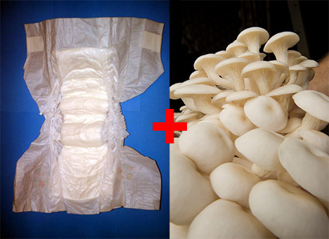 Mushrooms Can Break Down 90% of Diaper Materials Within 2 Months -- treehugger.com