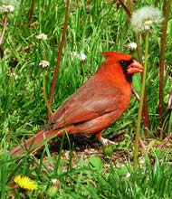 Spotting a cardinal