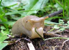 slug1.jpg slug1.jpg