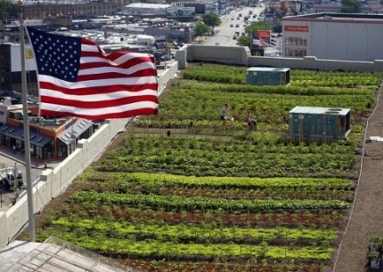 NYC_rooftop_farm